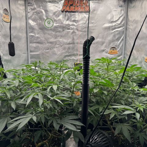 Super Buff Cherry #26  (4) growlog timeline photo