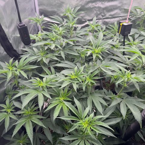 Super Buff Cherry #26  (4) growlog timeline photo