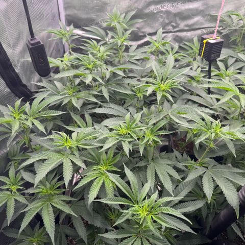 Super Buff Cherry #26  (4) growlog timeline photo