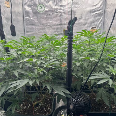 Super Buff Cherry #26  (4) growlog timeline photo