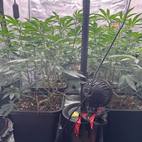 Super Buff Cherry #26  (4) growlog timeline photo