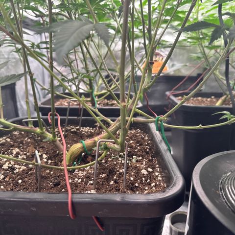 Super Buff Cherry #26  (4) growlog timeline photo