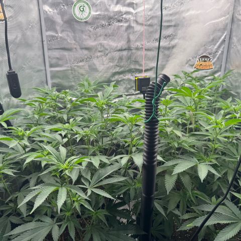 Super Buff Cherry #26  (4) growlog timeline photo
