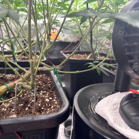 Super Buff Cherry #26  (4) growlog timeline photo