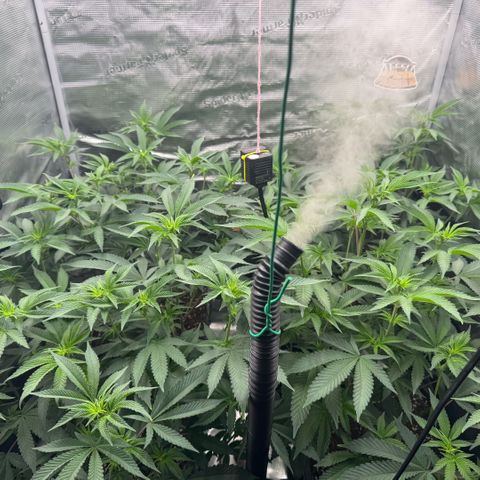 Super Buff Cherry #26  (4) growlog timeline photo