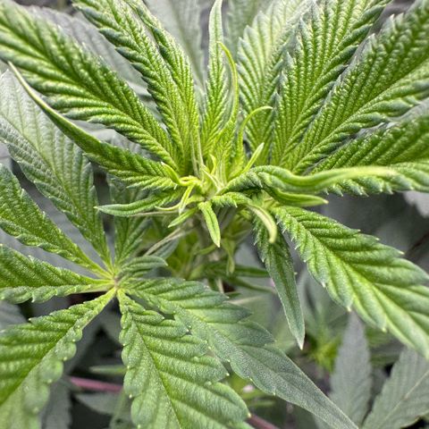 Super Buff Cherry #26  (4) growlog timeline photo