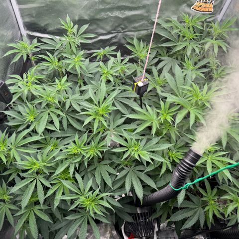 Super Buff Cherry #26  (4) growlog timeline photo