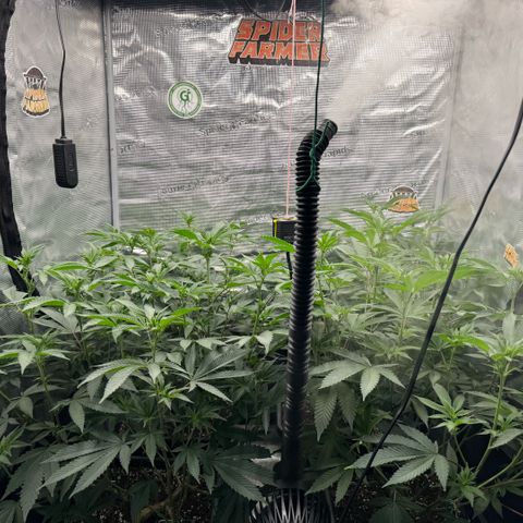 Super Buff Cherry #26  (4) growlog timeline photo
