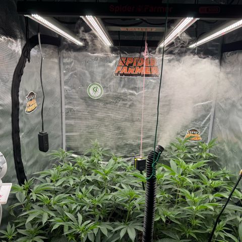 Super Buff Cherry #26  (4) growlog timeline photo