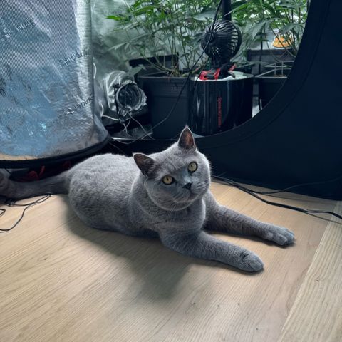 Super Buff Cherry #26  (4) growlog timeline photo