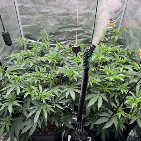 Super Buff Cherry #26  (4) growlog timeline photo