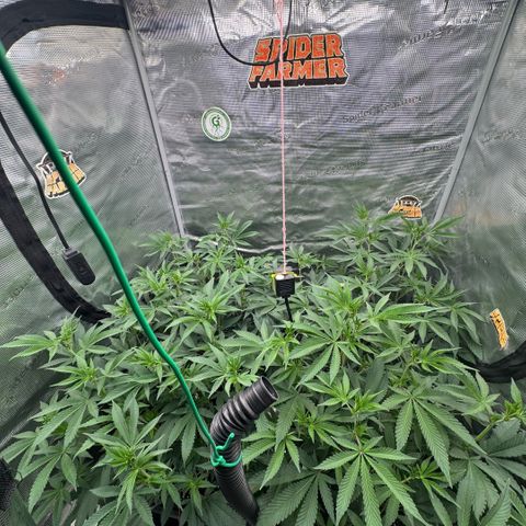 Super Buff Cherry #26  (4) growlog timeline photo