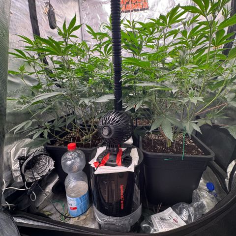 Super Buff Cherry #26  (4) growlog timeline photo