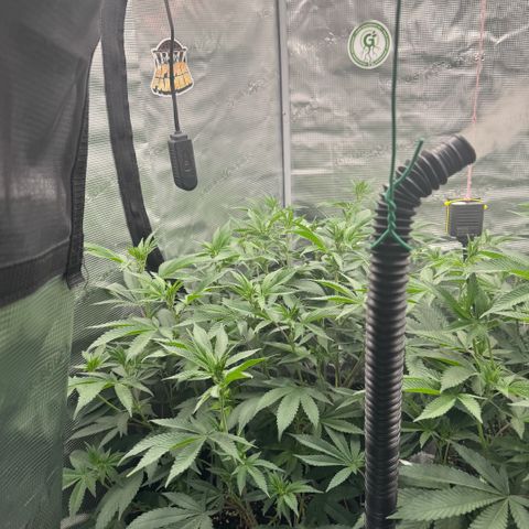 Super Buff Cherry #26  (4) growlog timeline photo