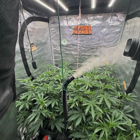 Super Buff Cherry #26  (4) growlog timeline photo