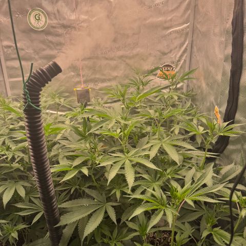 Super Buff Cherry #26  (4) growlog timeline photo