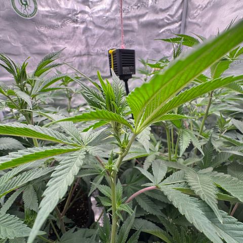 Super Buff Cherry #26  (4) growlog timeline photo