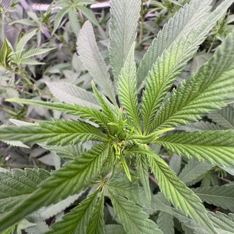 Super Buff Cherry #26  (4) growlog timeline photo