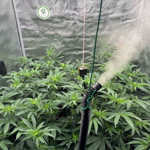 Super Buff Cherry #26  (4) growlog timeline photo