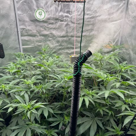Super Buff Cherry #26  (4) growlog timeline photo
