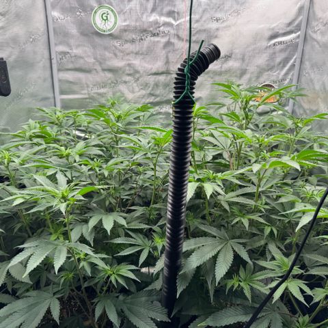 Super Buff Cherry #26  (4) growlog timeline photo