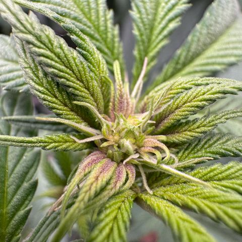 Super Buff Cherry #26  (4) growlog timeline photo