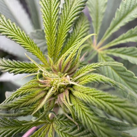 Super Buff Cherry #26  (4) growlog timeline photo