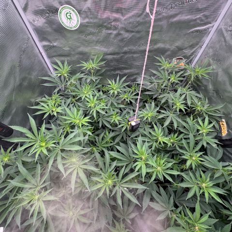 Super Buff Cherry #26  (4) growlog timeline photo