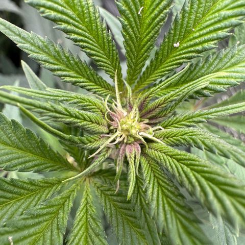 Super Buff Cherry #26  (4) growlog timeline photo