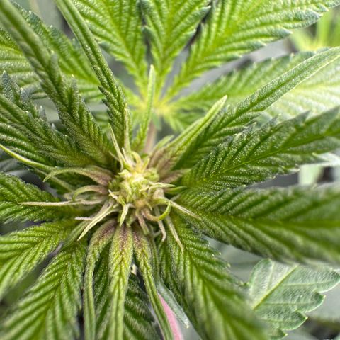 Super Buff Cherry #26  (4) growlog timeline photo