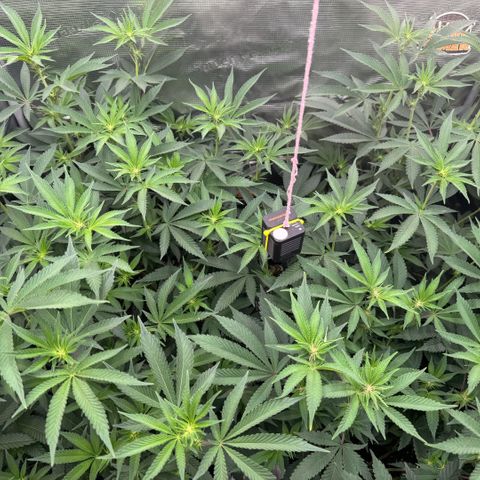 Super Buff Cherry #26  (4) growlog timeline photo