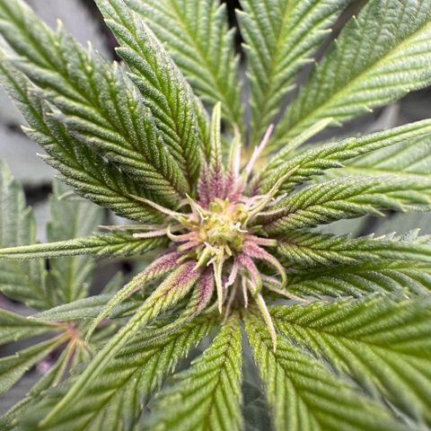 Super Buff Cherry #26  (4) growlog timeline photo