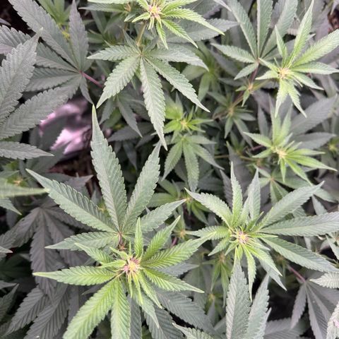 Super Buff Cherry #26  (4) growlog timeline photo