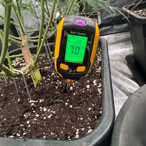 Super Buff Cherry #26  (4) growlog timeline photo