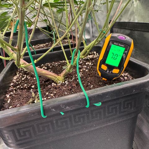 Super Buff Cherry #26  (4) growlog timeline photo