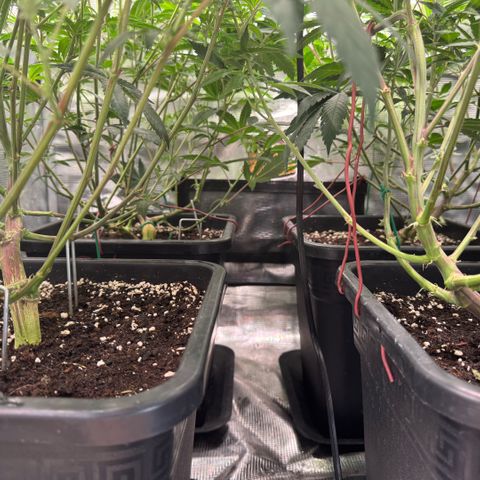 Super Buff Cherry #26  (4) growlog timeline photo