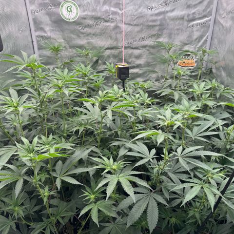 Super Buff Cherry #26  (4) growlog timeline photo