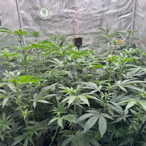 Super Buff Cherry #26  (4) growlog timeline photo