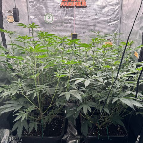 Super Buff Cherry #26  (4) growlog timeline photo