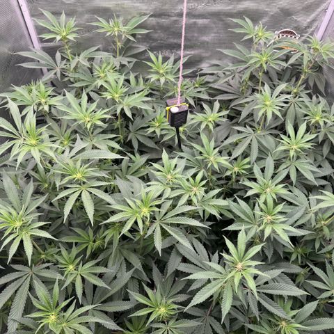 Super Buff Cherry #26  (4) growlog timeline photo