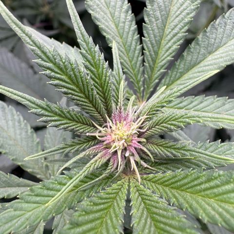 Super Buff Cherry #26  (4) growlog timeline photo