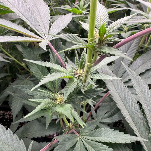 Super Buff Cherry #26  (4) growlog timeline photo