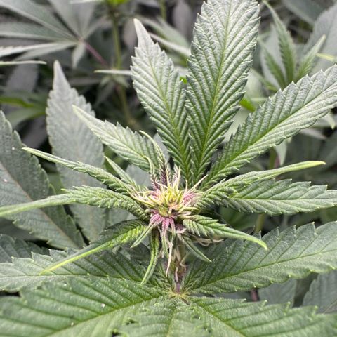Super Buff Cherry #26  (4) growlog timeline photo
