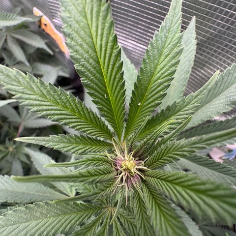 Super Buff Cherry #26  (4) growlog timeline photo