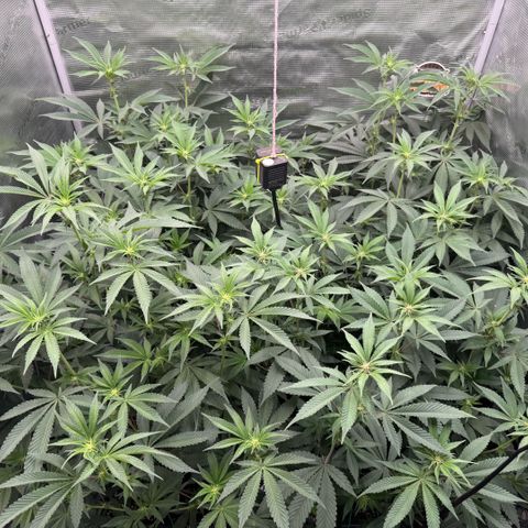 Super Buff Cherry #26  (4) growlog timeline photo