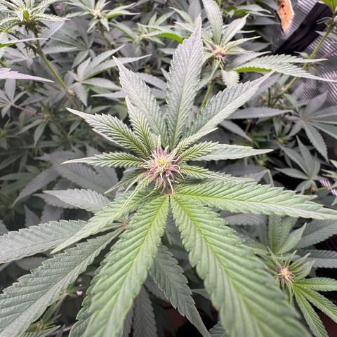 Super Buff Cherry #26  (4) growlog timeline photo