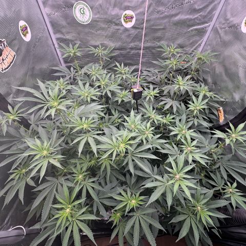 Super Buff Cherry #26  (4) growlog timeline photo