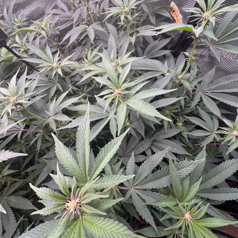 Super Buff Cherry #26  (4) growlog timeline photo