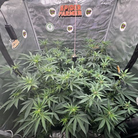 Super Buff Cherry #26  (4) growlog timeline photo