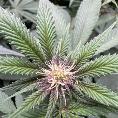 Super Buff Cherry #26  (4) growlog timeline photo
